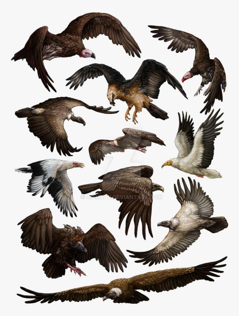 Vultures Of Africa By Ciameth On Deviantart - Vultures Of Africa, transparent png download