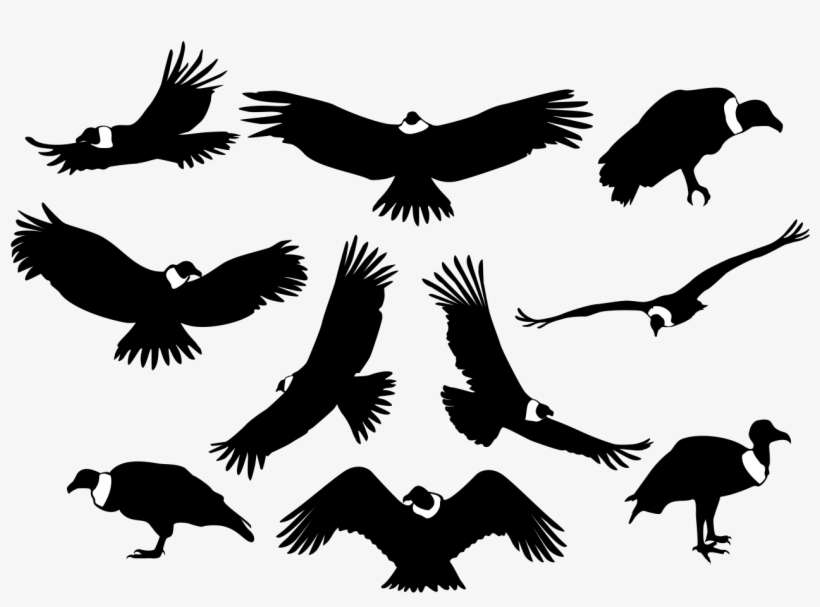 Picture Royalty Free Download Bird Of Prey Silhouette - Vulture Silhouette, transparent png download