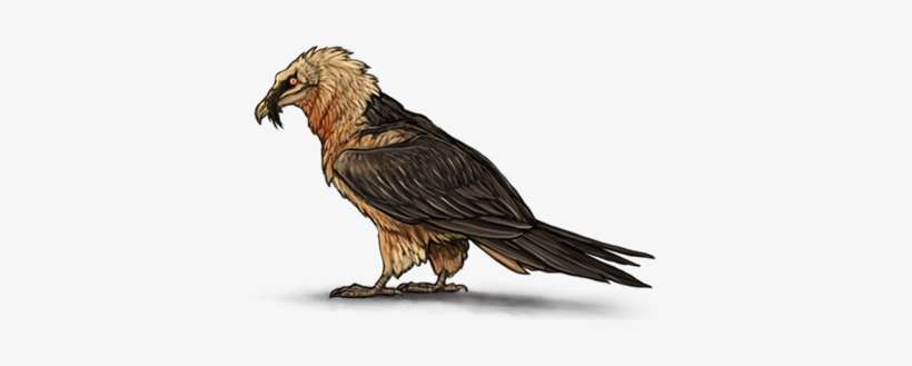 Bird, transparent png download