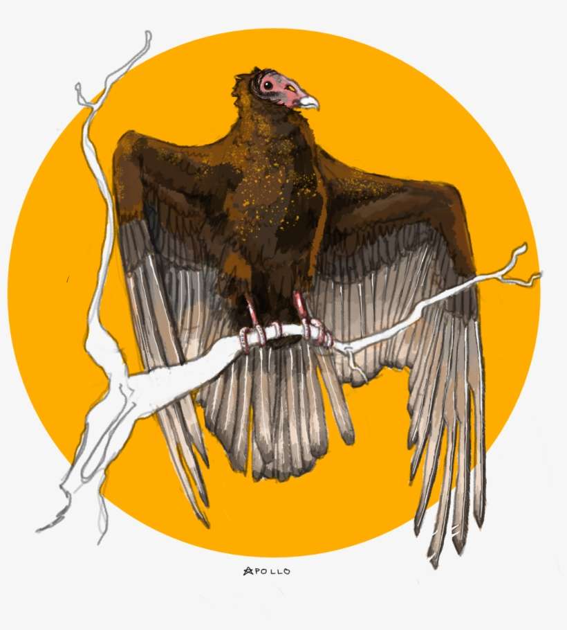 Turkey Vulture Tattoo Concept - Turkey Vulture Tattoo, transparent png download