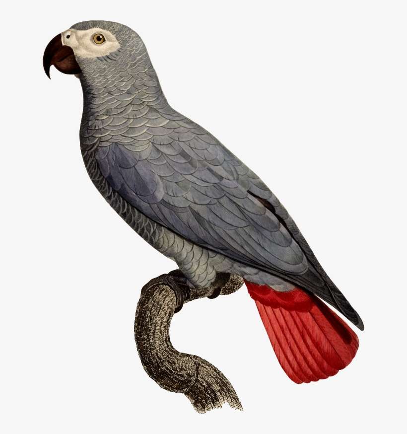 Parrot Bird Drawing Art - African Grey Parrot Illustration, transparent png download