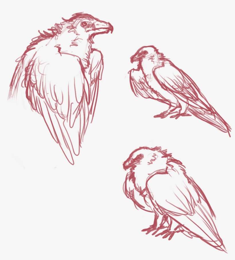 Bearded Vulture Sketch 2 By Kiolen On Deviantart - Bearded Vulture Drawing, transparent png download