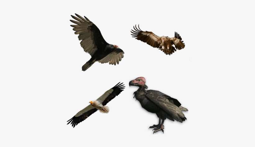 Our Land In The Beak Of Vultures, transparent png download