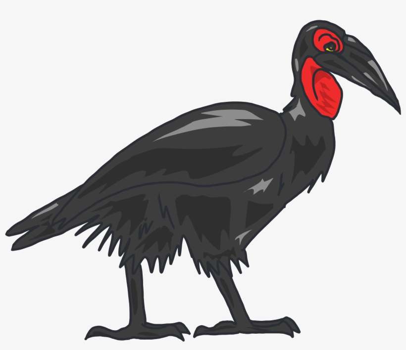 Ground Hornbill, transparent png download