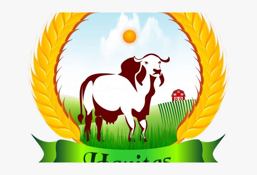 Bull Clipart Gir Cow - Desi Cow A2 Milk In Bangalore, Organic Milk In Bangalore, transparent png download