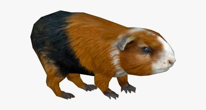 Guinea Pig - Guinea Pig Png File, transparent png download