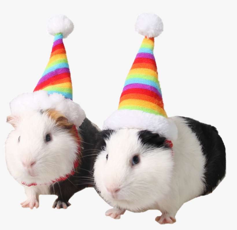 Cute Hamsters Hats Guineapig Animals Rainbow Colorful - Guinea Pig Costumes, transparent png download