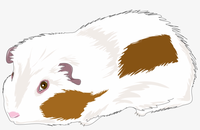 Guinea Pig, transparent png download