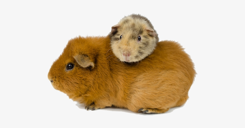 Placeholder - Daredevil, transparent png download