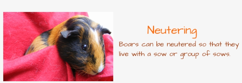 North East Guinea Pig Rescue - Guinea Pig, transparent png download