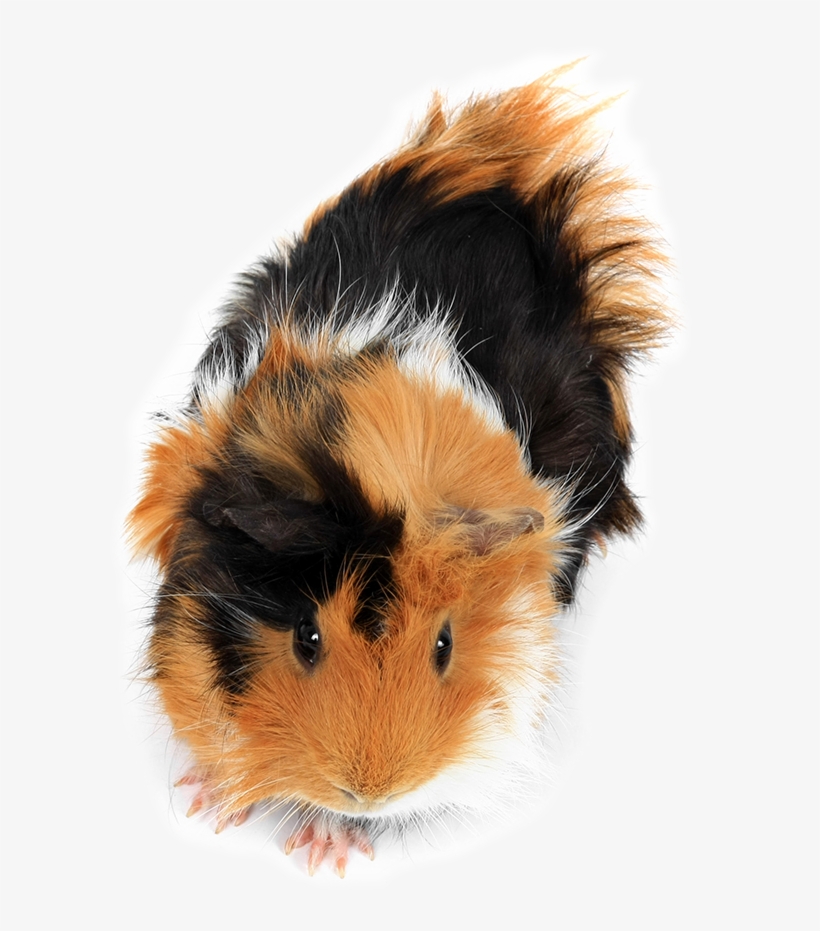 Pet-small Animals - Pet, transparent png download