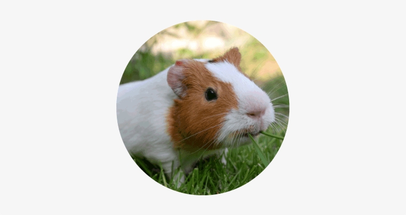 Chinchillas - Cochon D Inde Vie Combien De Temps, transparent png download