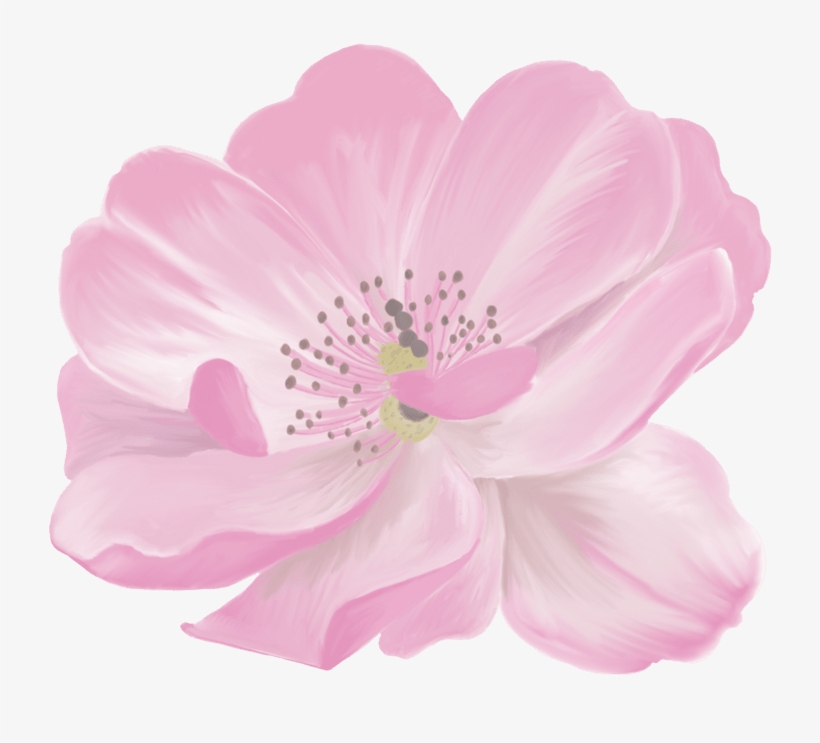 1 - Barberton Daisy, transparent png download