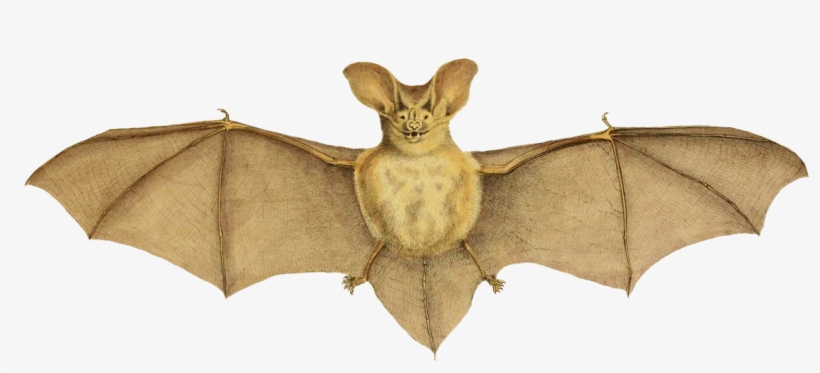Bat With Dark Bat Wings Png - Vampire Bat, transparent png download