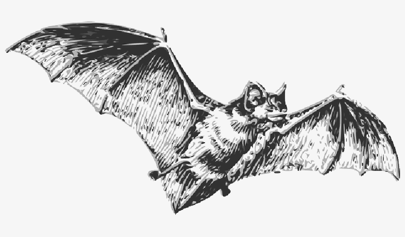 Mb Image/png - Bat Flying Black And White, transparent png download