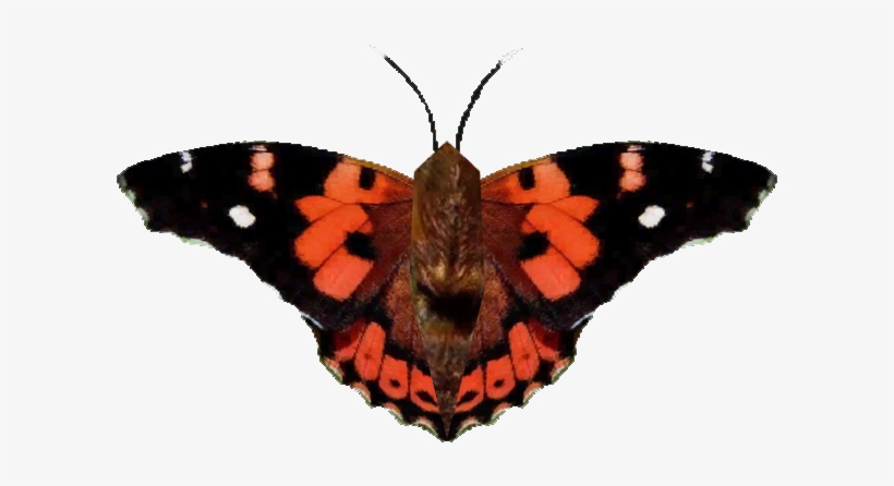 Kamehameha Butterfly, transparent png download