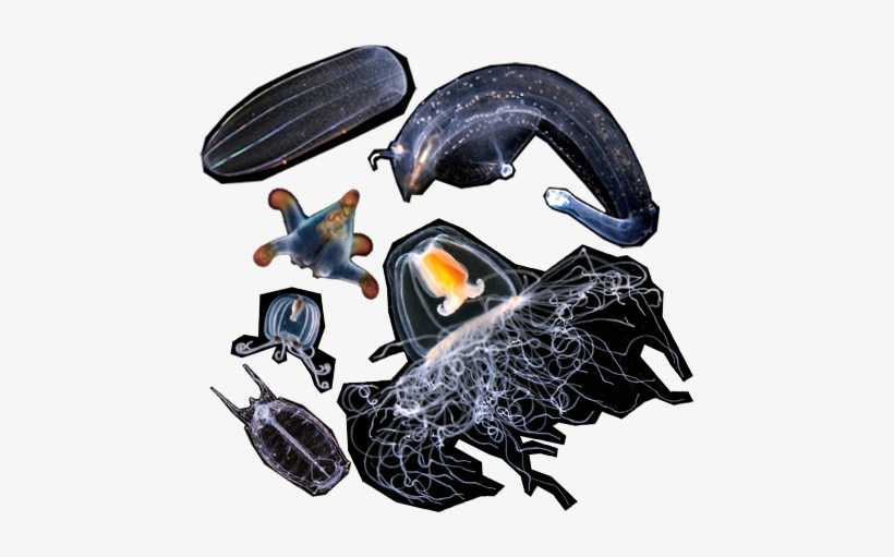 Gelatinous Zooplankton - Rhinoceros Beetle, transparent png download