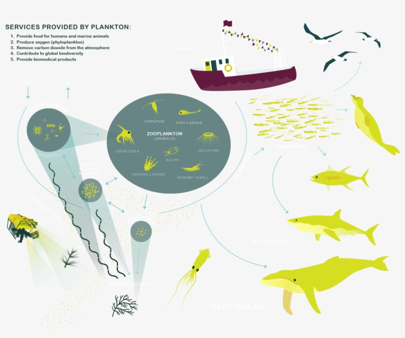 The National Data Science Bowl - Services Provided By Plankton, transparent png download