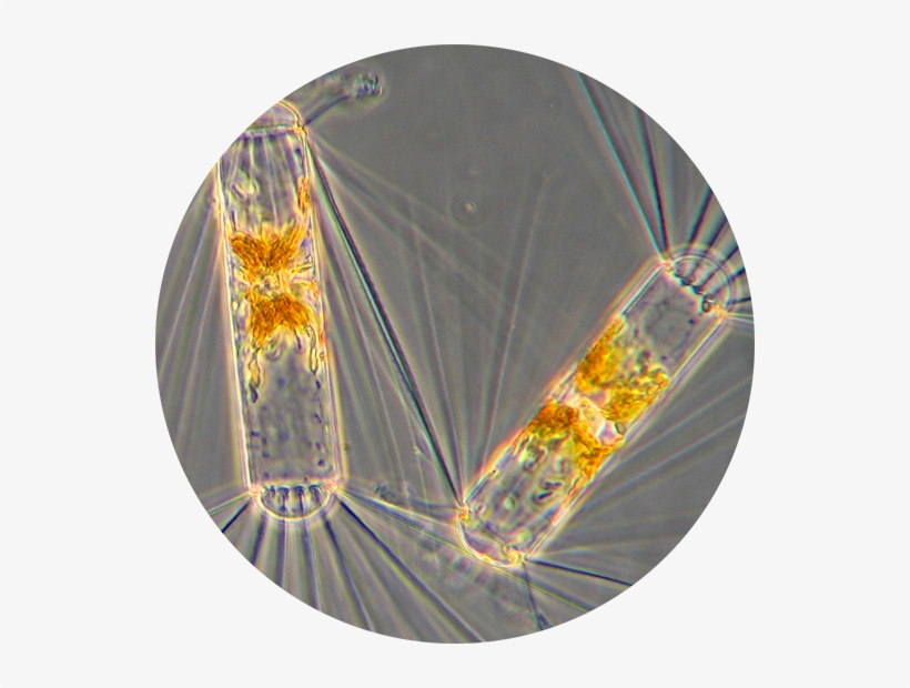 Asterionellopsis Chaetoceros Concavicornis Ditylum - Umbrella, transparent png download