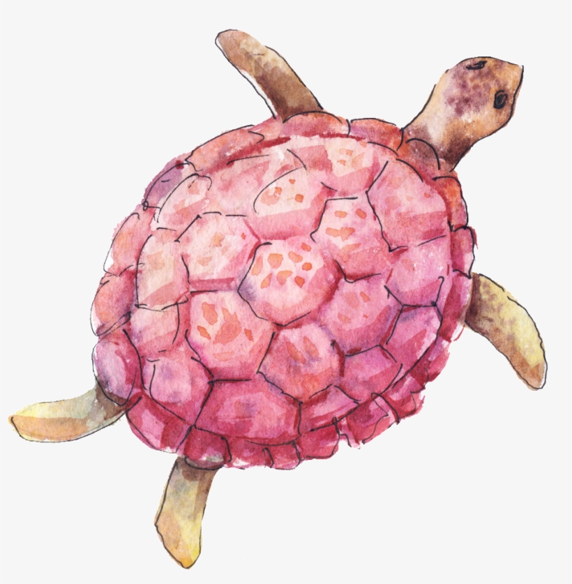 Sea Turtle, transparent png download