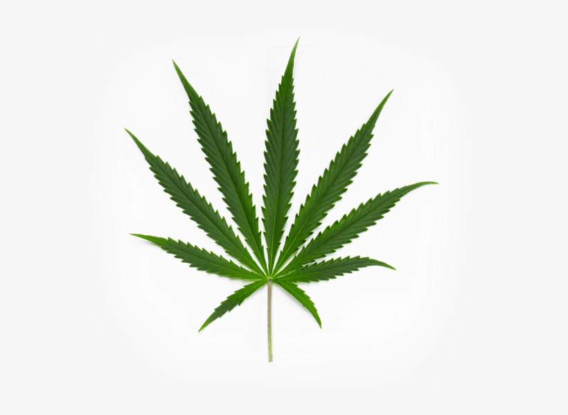 Cannabis Sativa Leaf - Ganja Leaf, transparent png download