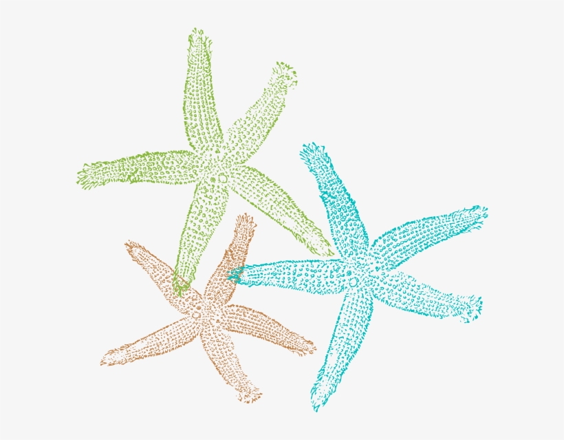 Free Download Of - Transparent Background Starfish Clipart, transparent png download
