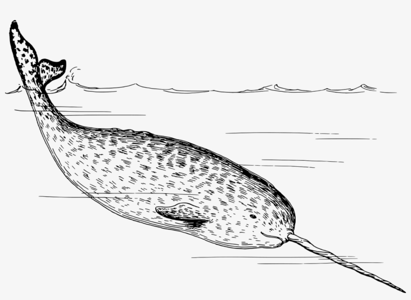 Arctic-2027590 1280 - Narwhal Whale Throw Blanket, transparent png download