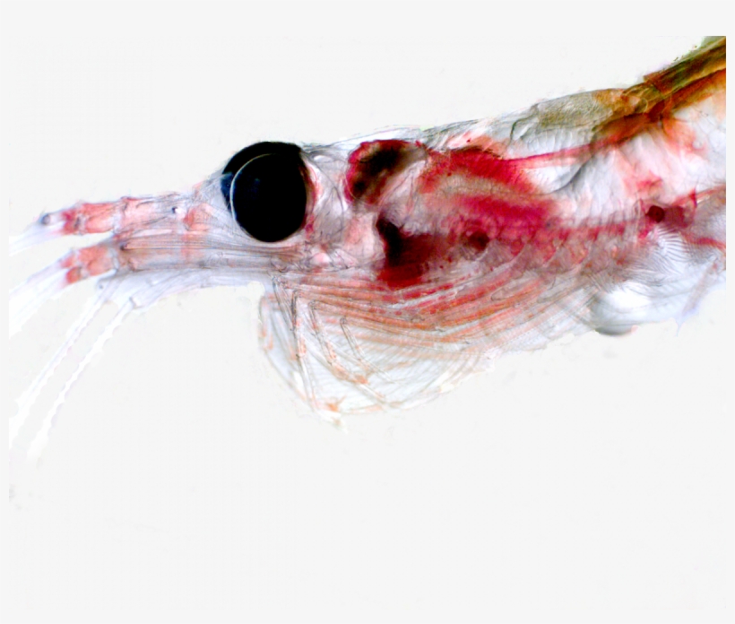 Hydrographic Parameters Major Influence On Krill - Krill, transparent png download