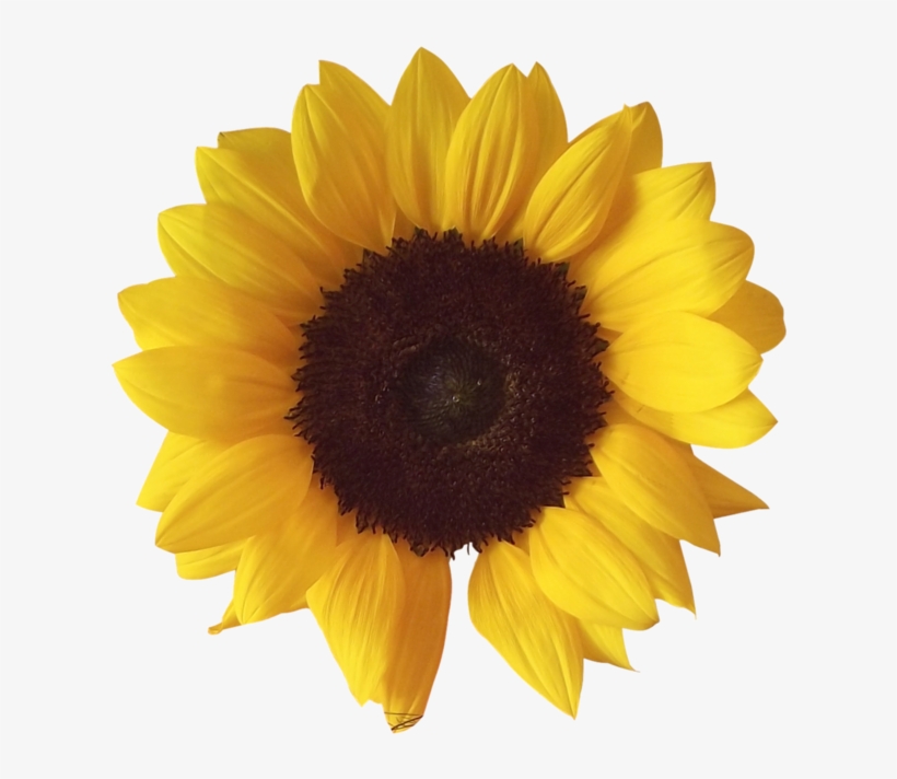 Sunflower Png - Transparent Sunflowers, transparent png download
