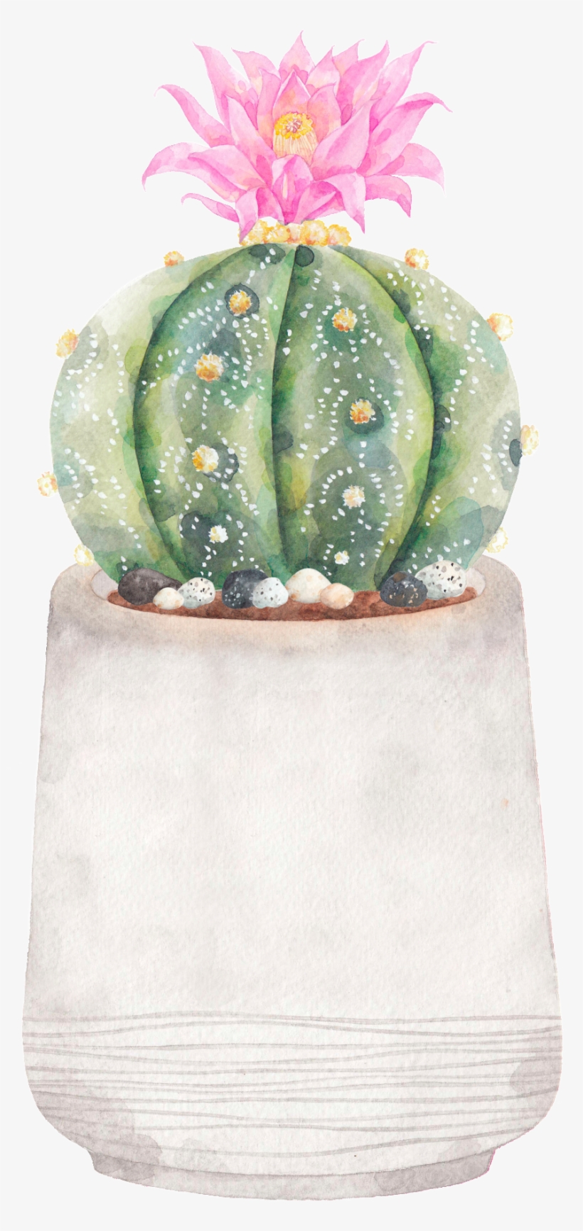 Hand-painted A Flowering Prickly Pear Png Transparent - Illustration, transparent png download