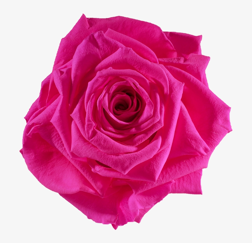 Preserved Rose Red Hot Pink - Rose Preserved Png, transparent png download