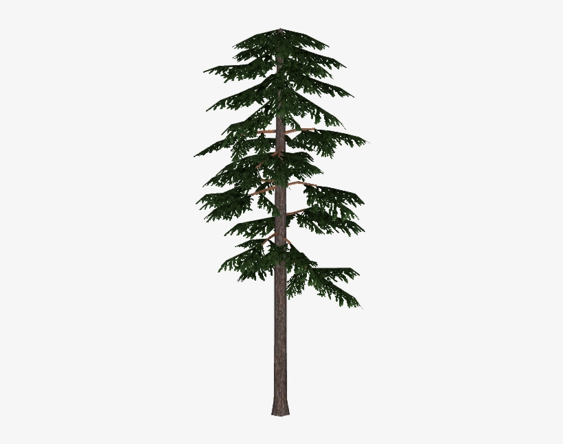 Scots Pine 2 - Scots Pine, transparent png download