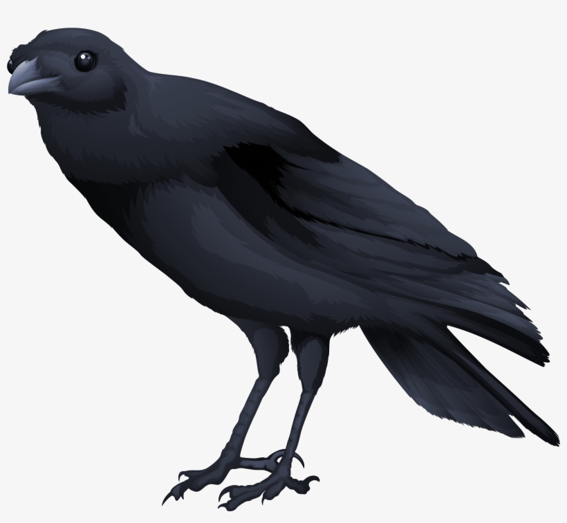 Transparent Raven White Background - Black Bird Png, transparent png download