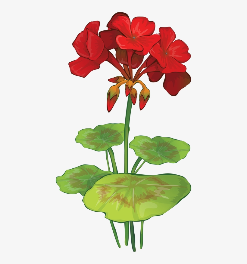 Victorian Summer Flowers Clip Art - Geranium Clipart, transparent png download