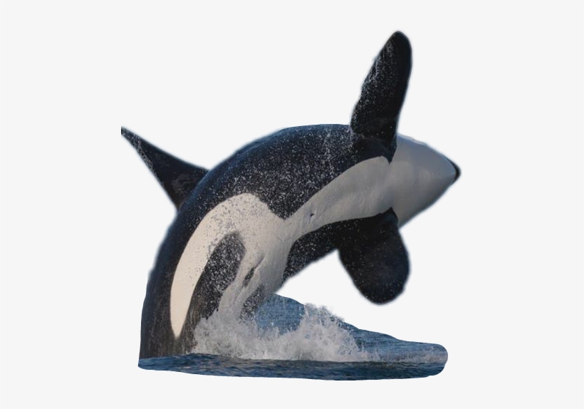 Sticker Orca Whale Watercolor Oceanlife Freetoedit - Animal, transparent png download