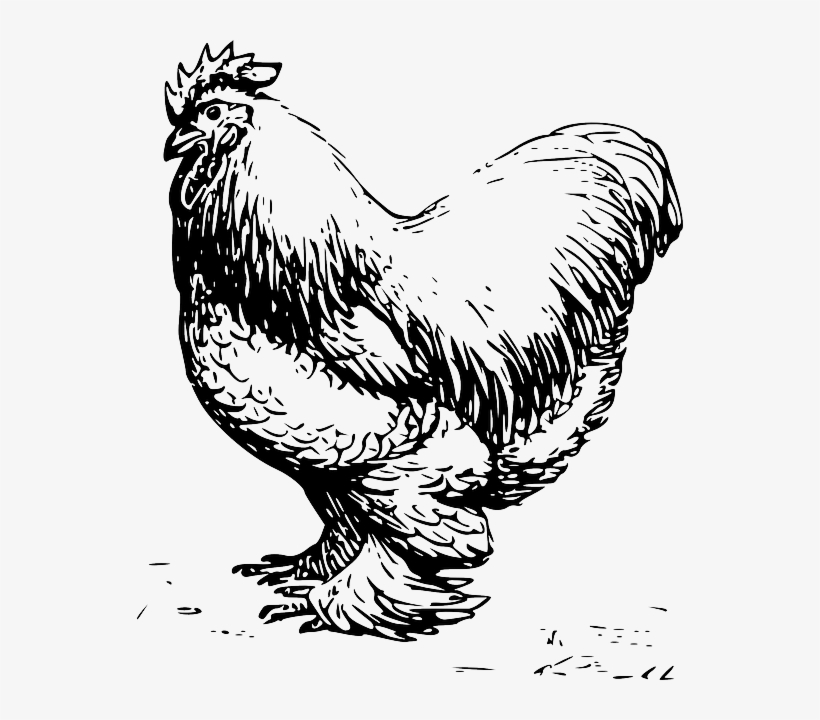 Drawn Feather Chicken Feather - Chicken Vector Black And White, transparent png download