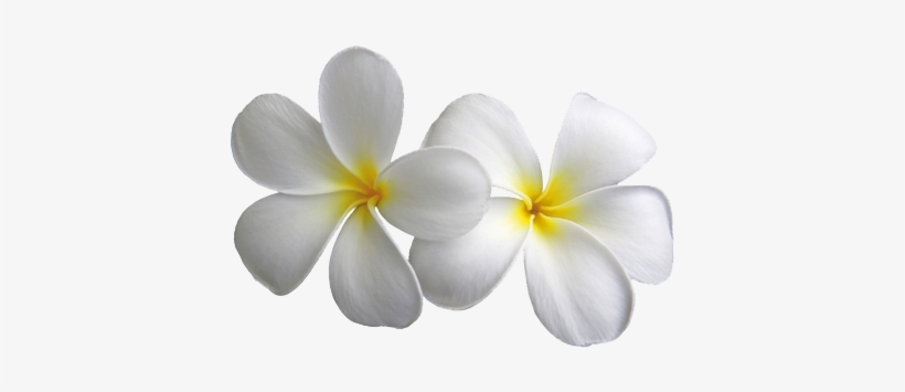 Transparent Flowers Png, transparent png download