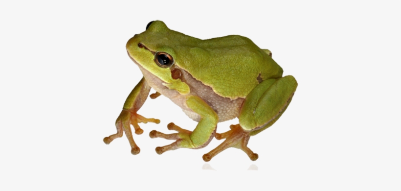 Frog Png - Frog With White Background, transparent png download