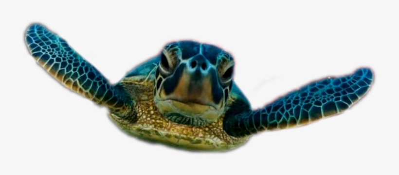 Free Icons Png - Cafepress Sea Turtle Tile Coaster, transparent png download