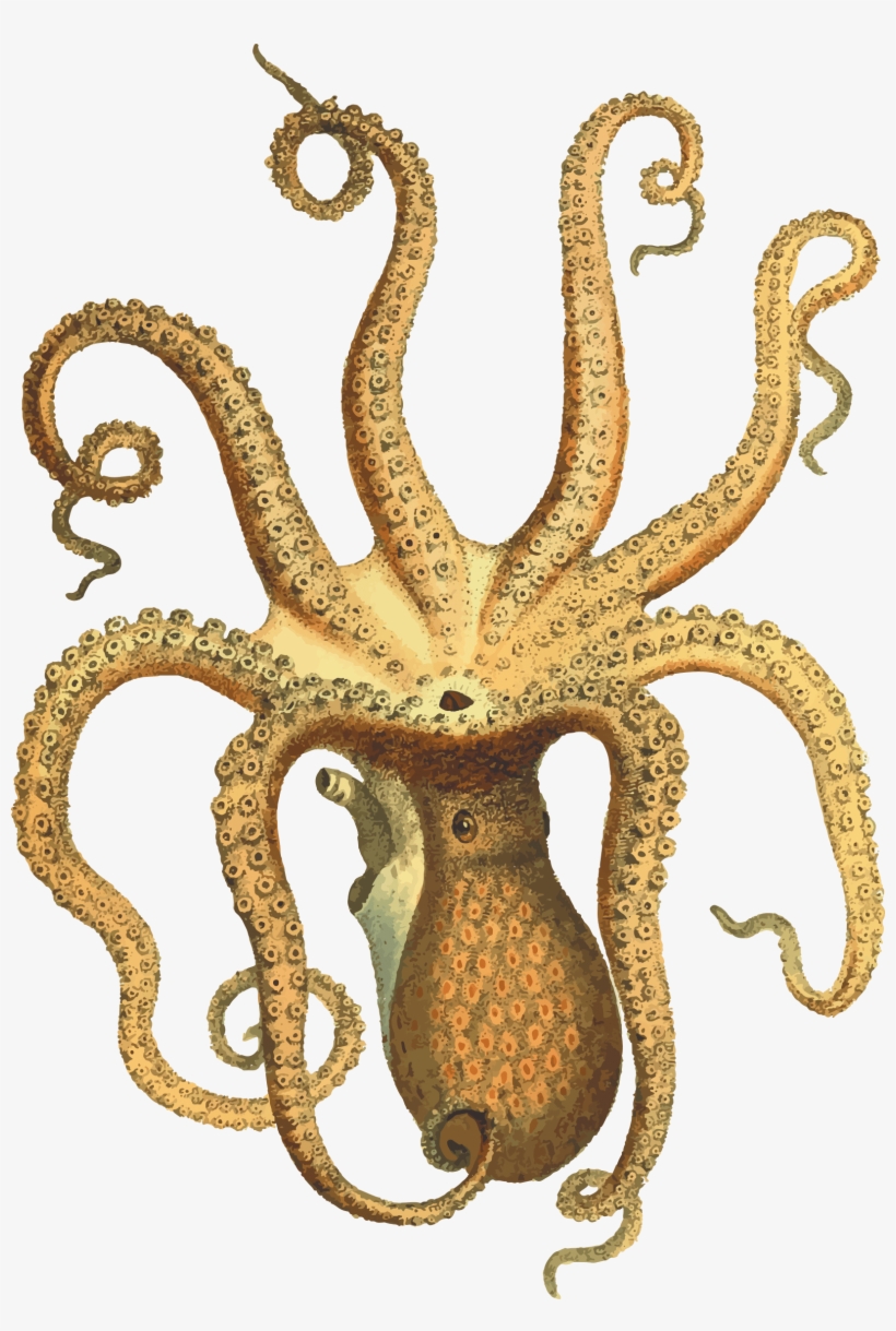 Animals - Octopuses - Octopus Vintage, transparent png download