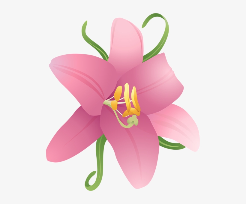 0, - Lily, transparent png download