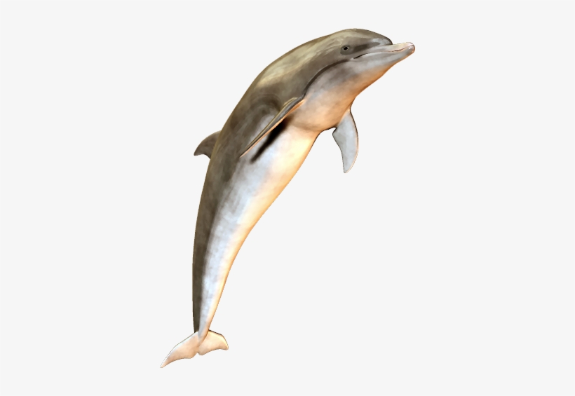 Dolphin Icon - Dolphin, transparent png download