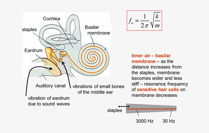 One Resonance Frequency Of The Auditory Canal Is Around - Resonance, transparent png download