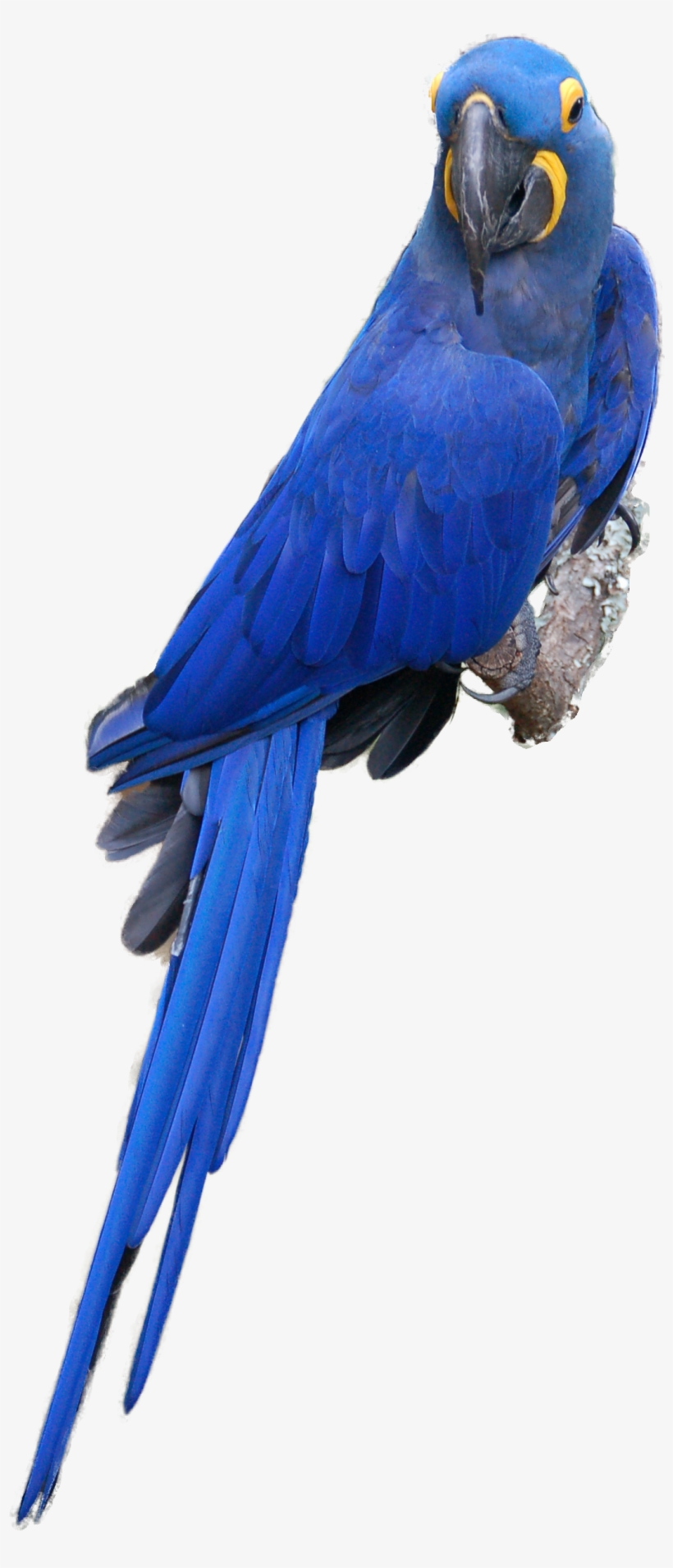 Go To Image - Blue Macaw Bird Png, transparent png download