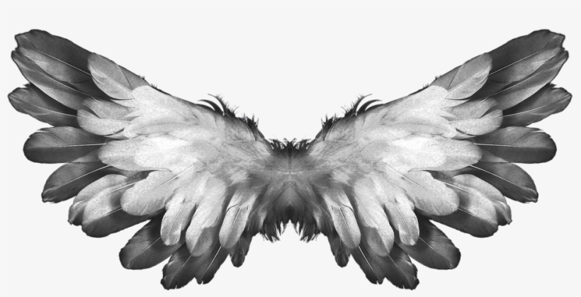 Angel Wings Feathers - Angel Wings Transparent, transparent png download