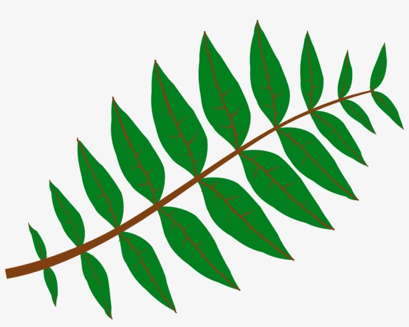 Pinnate Leaf Clipart, Vector Clip Art Online, Royalty - Leaf Clipart, transparent png download