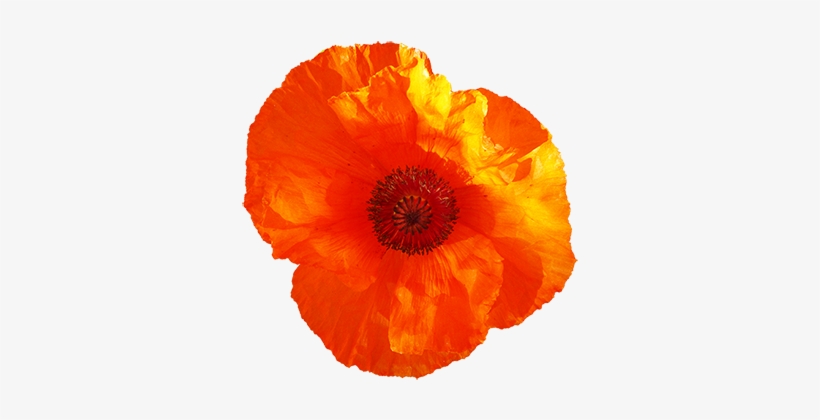 Red Poppy Flower Clipart - Clip Art, transparent png download