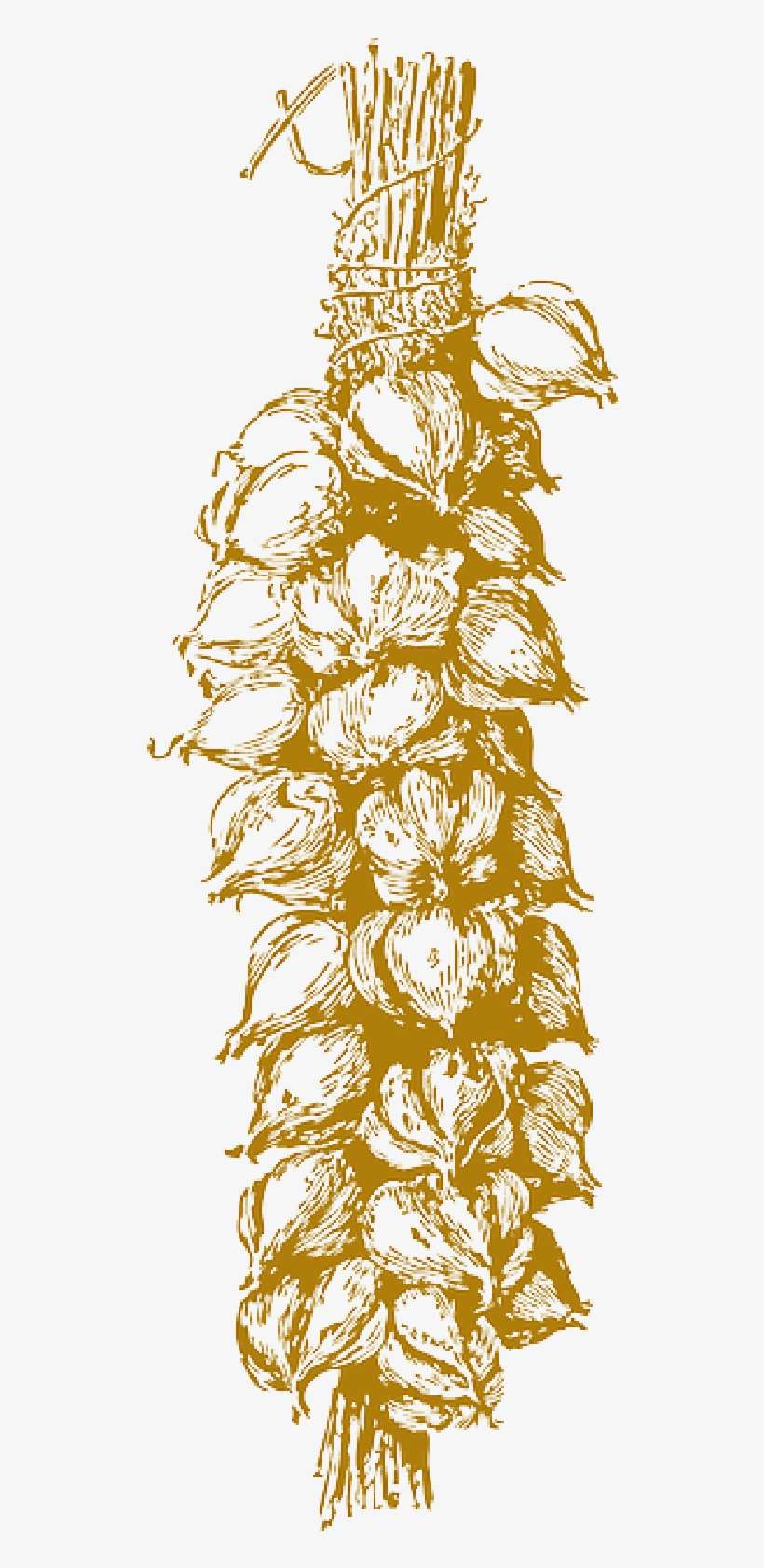 Mb Image/png - Garlic, transparent png download