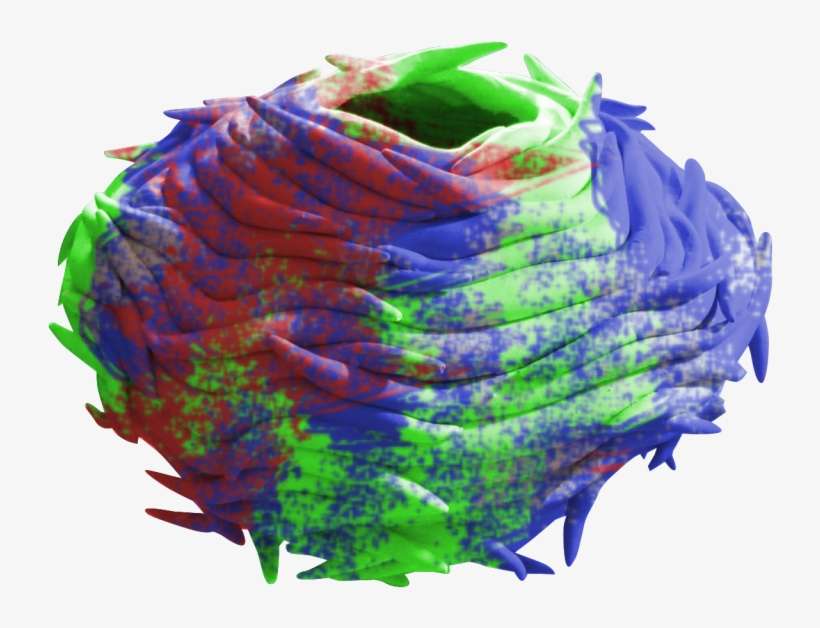 Bird Nest - Illustration, transparent png download