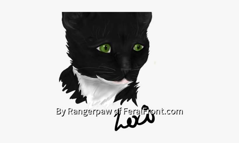 Merlinpaw - Black Cat, transparent png download